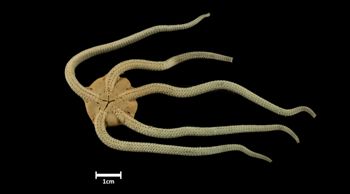 Media type: image;   Invertebrate Zoology OPH-4165 Description: Bottom of brittle star with mouth visible.;  Aspect: ventral